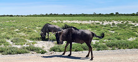 Gnu all'Etosha NP