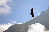 Un'aquila in volo