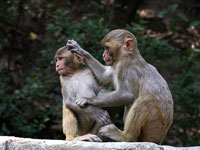 Scimmie a Swayambhunath