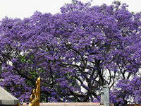 Jacaranda a Kathmandu