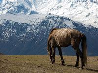 Cavallo al pascolo all'icy lake