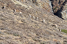 Blue sheep nei monti sopra Phu 