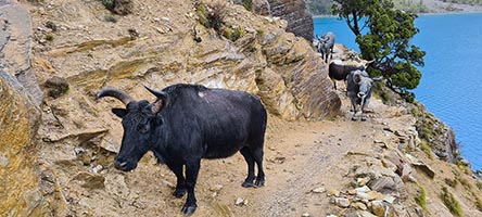 Dzo lungo il lago di Phoksumdo
