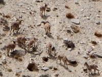 Branco di pecore azzurre(bharal)