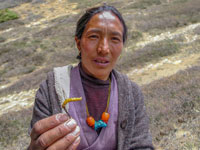 Lo Yarsagumba