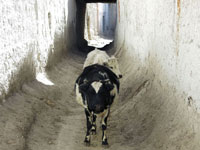 Mucche in una via di Lo Manthang