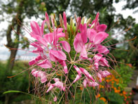 Un fiore del lago di Pokhara
