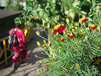 Un giardino di Ilam