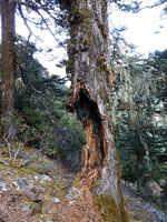 Albero roso dal fuoco