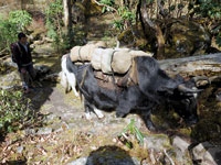 Yak verso Tortong