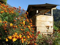 Fiori a Khesewa