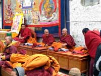 Lama assisi per il Ti-Ji