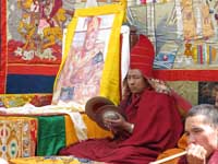 Lama capo