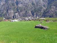 Campi a Thanchok