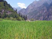 Campo d'orzo nella valle del Marsyangdi