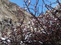 Cespugli spinosi sotto la neve di maggio