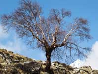 Albero nella valle di Nar-Phu
