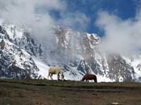 Cavalli sotto il Kang La Himal