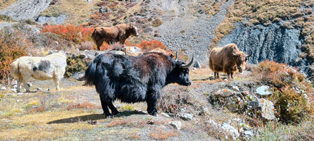 Yak a Phu