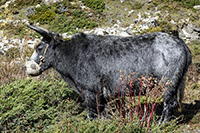 Yak con museruola ricavata da un pallone da calcio