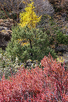 I colori dell'autunno nella valle di Langdang