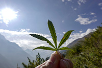 Foglia di marijuana a Nyak