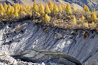 Gli alberi crescono sul ghiacciaio che scende dall'Himal Chuli