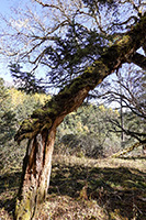 Albero spezzato