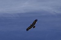 Rapace sotto al Rupina La