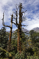 Alberi a Gar Kharka, 2900 m