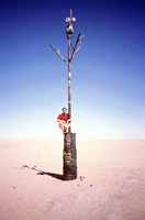 L'arbre du Ténéré