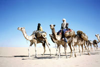 Azalai nel Ténéré