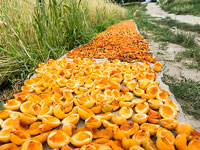 Albicocche stese a seccare nei pressi di Shigar