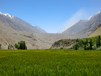 La testa dell'Hispar dai campi di Hispar village