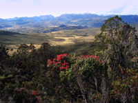 Altipiani fioriti della Papua