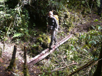 Paco su un ponte di tronchi