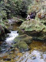 Un ruscello nella foresta