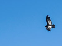 Condor al parco nazionale Huascaran