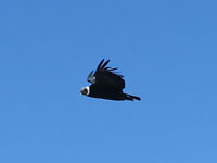 Condor al parco nazionale Huascaran