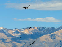 I condor del Canyon del Colca