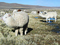 Alpaca a spasso nella puna