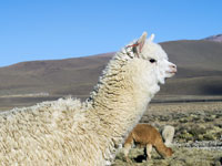 Alpaca della puna