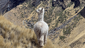 Un alpaca nei pressi della laguna di Ancascocha