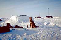 Cani da slitta alla base Borneo