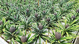 Piantagione di ananas a Ponta Delgada