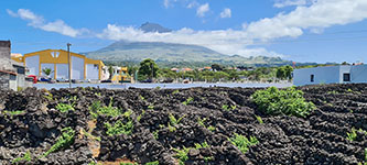 Tra le vigne di Criação Velha a Madalena di Pico