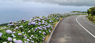 Strada bordata di ortensie a São Jorge