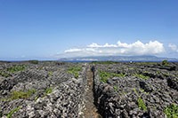 Stradina tra le vigne di Criação Velha