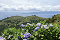 Ortensie a São Jorge