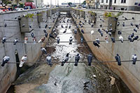 Piccioni sul canale di rua Visconde de Anadia a Funchal